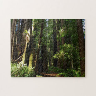 Riesensequoien und Farne im Redwood-Nationalpark