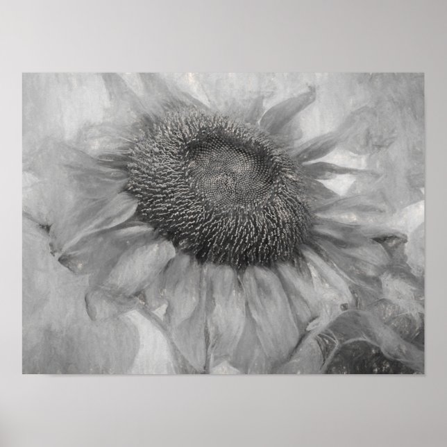 Riesensonnenblume Vintage Schwarz-Weiß-Kunst Poster (Vorne)