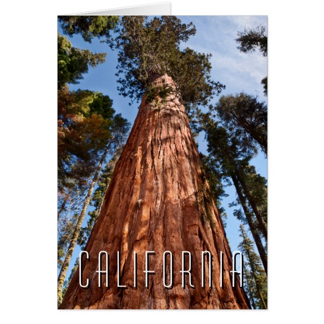 Riesenspinner (Vorne)