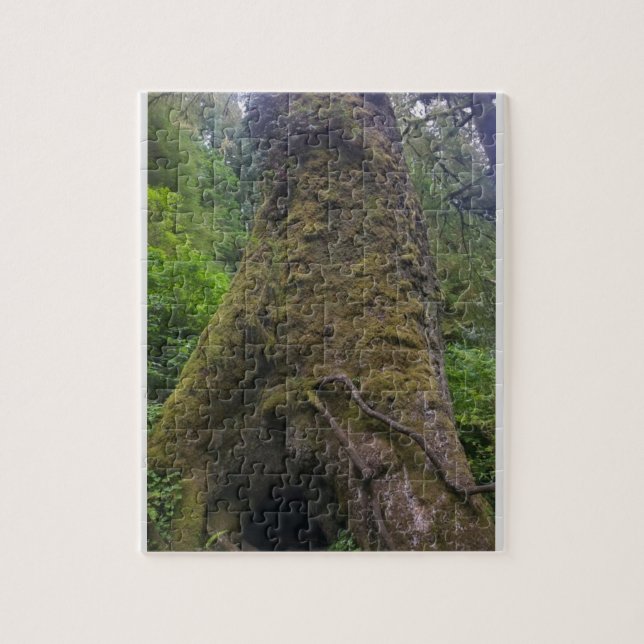 Riesenspruce, Cape Perpetua, Oregon (Vertikal)