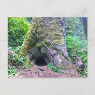 Riesenspruce Tree, Cape Perpetua, ODER Postkarte