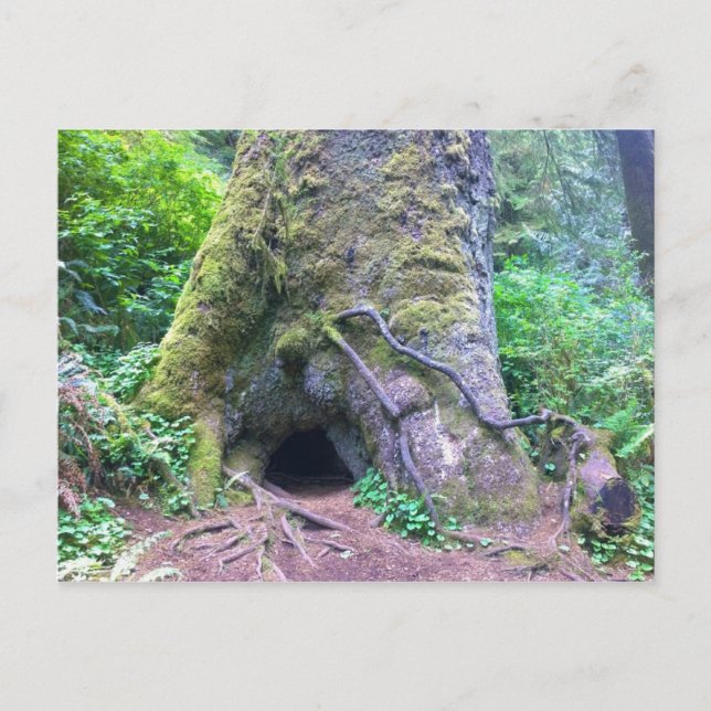 Riesenspruce Tree, Cape Perpetua, ODER Postkarte (Vorderseite)