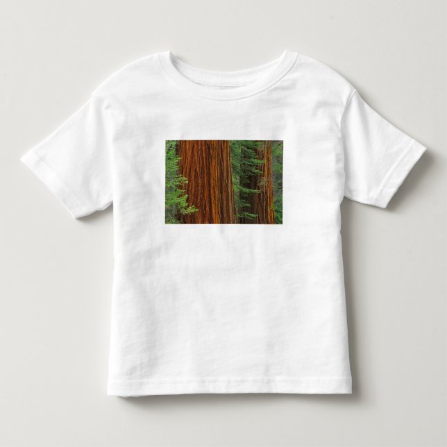 Riesenstämme aus Sequoia im Wald, Yosemite Kleinkind T-shirt (Vorderseite)