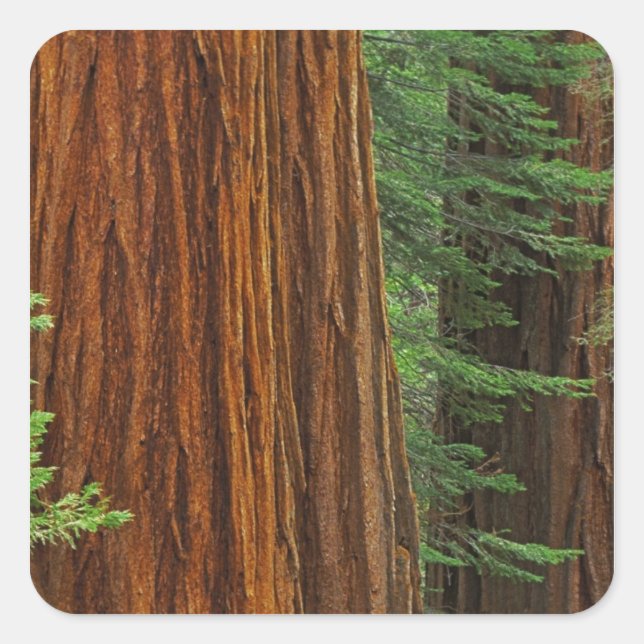 Riesenstämme aus Sequoia im Wald, Yosemite Quadratischer Aufkleber (Vorderseite)
