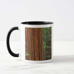 Riesenstämme aus Sequoia im Wald, Yosemite Tasse