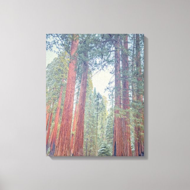Riesenwald Sequoia Leinwanddruck (Vorderseite)