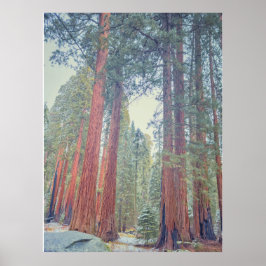 Riesenwaldlandschaft Sequoia Poster