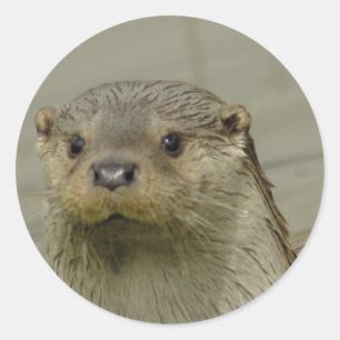 Riesige Fluss-Otter-Aufkleber Runder Aufkleber