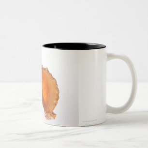 Riesige Frosch-Muschel (Tutufa Bubo) gegen Weiß Zweifarbige Tasse