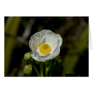 Riesige Gebirgsbutterblume