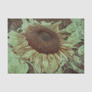Riesige Gelbe Sonnenblume Braune Textur Kunst Deco Seidenpapier