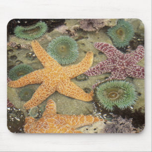 Riesige grüne Anemonen und ockergelbe Seesterne Mousepad