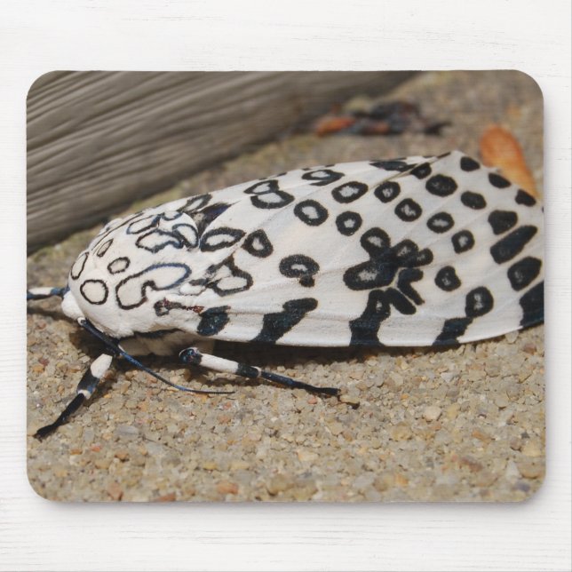 Riesige Leopard-Motte Mousepad (Vorne)