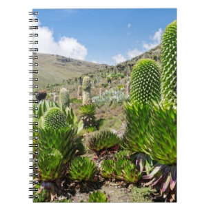 Riesige Lobelie (Lobelia Deckenii) am Mount Kenya Notizblock