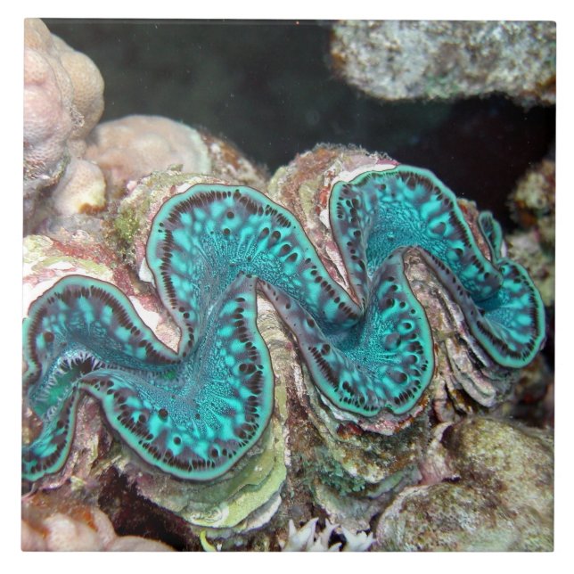 Riesige Muschel-Fliese Fliese (Vorderseite)