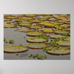Riesige oder Victoria-Seerosen Victoria amazonica, Poster