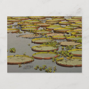 Riesige oder Victoria-Seerosen Victoria amazonica, Postkarte