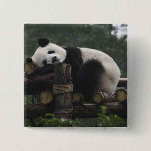 Riesige Pandas im Schutzgebiet für Große Pandas Button