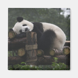Riesige Pandas im Schutzgebiet für Große Pandas Magnet