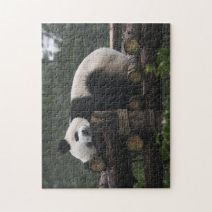 Riesige Pandas im Schutzgebiet für Riesenpandas