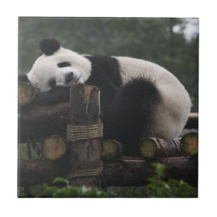 Riesige Pandas im Schutzgebiet für Riesenpandas Fliese