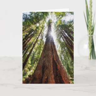 Riesige Redwoods Karte