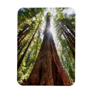 Riesige Redwoods Magnet