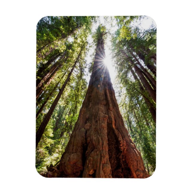 Riesige Redwoods Magnet (Vertikal)