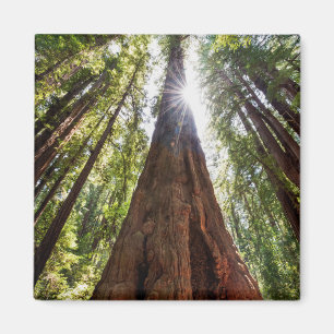 Riesige Redwoods Magnet
