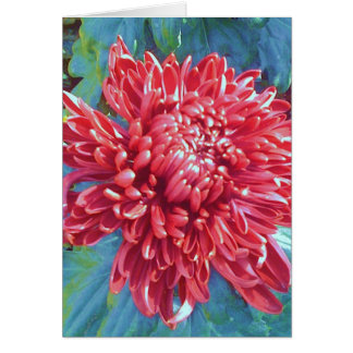 Riesige rote Blüten-Blumen-Gruß-Anmerkungs-Karte