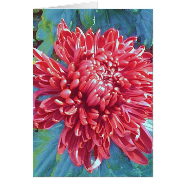 Riesige rote Blüten-Blumen-Gruß-Anmerkungs-Karte (Vorne)