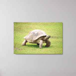 Riesige Schildkröte, die auf Gras geht Leinwanddruck