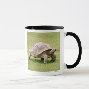 Riesige Schildkröte, die auf Gras geht Tasse
