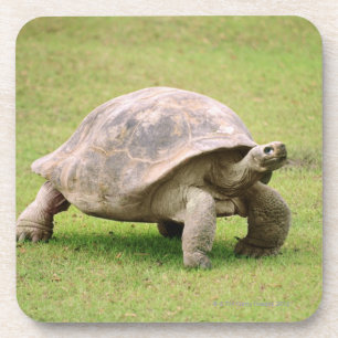 Riesige Schildkröte, die auf Gras geht Untersetzer