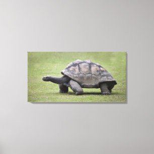 Riesige Schildkröte im Gras Leinwanddruck