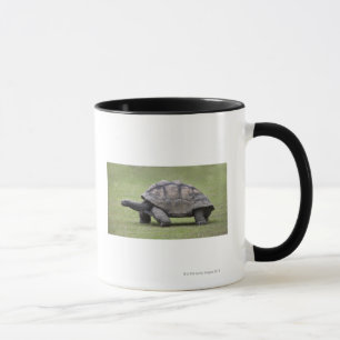 Riesige Schildkröte im Gras Tasse