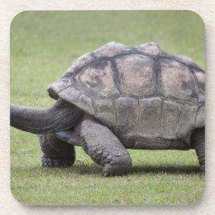 Riesige Schildkröte im Gras Untersetzer