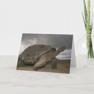 Riesige SchildkröteGeochelone Galapagos Karte