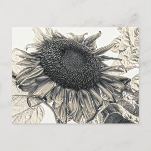 Riesige Sonnenblumen Vintage Sepia Decoupage Kunst Postkarte