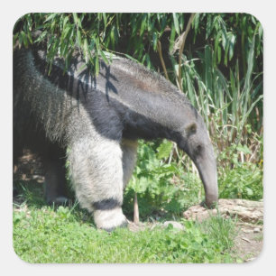 Riesiger Anteater-Aufkleber Quadratischer Aufkleber