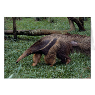Riesiger Anteater (Myrmecophaga tridactyla)