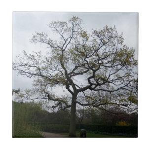 Riesiger Baum Kleine (4,25" x 4,25") Keramik Foto Fliese