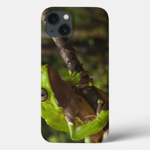 Riesiger Blattfrosch Phyllomedusa zweifarbig) title_seo2