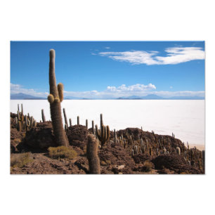 Riesiger Kaktus am Fotodruck Salars de Uyuni