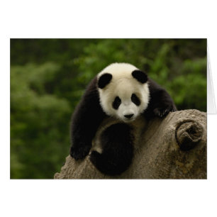 Riesiger Panda-Baby