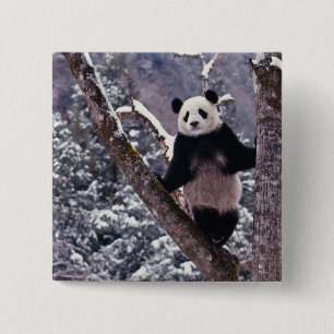 Riesiger Panda steht auf einem Baum, Wolong, Sichu Button