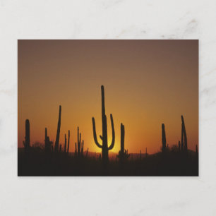 Riesiger Saguaro-Kaktus Cereus giganteus), 2 Postkarte