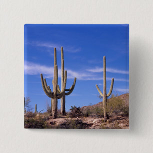 Riesiger Saguaro-Kaktus mit mehreren Armen, Saguar Button