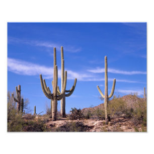 Riesiger Saguaro-Kaktus mit mehreren Armen, Saguar Fotodruck