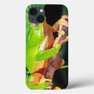 Riesiger zweifarbiger Affe Treefrog, Phyllomedusa Case-Mate iPhone Hülle